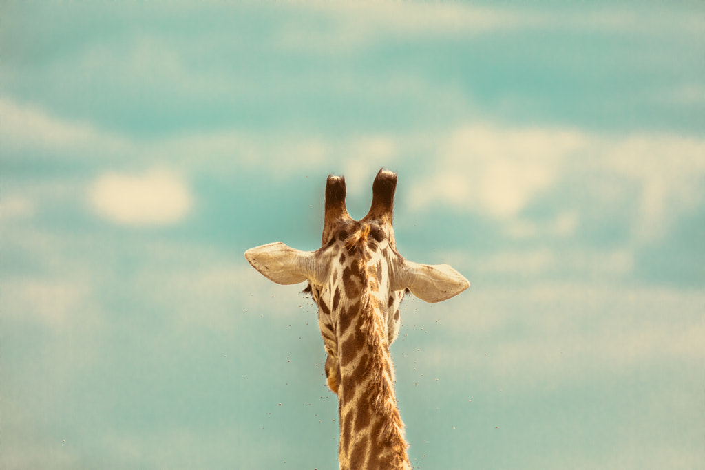 Head in the clouds by Julia Wimmerlin on 500px.com