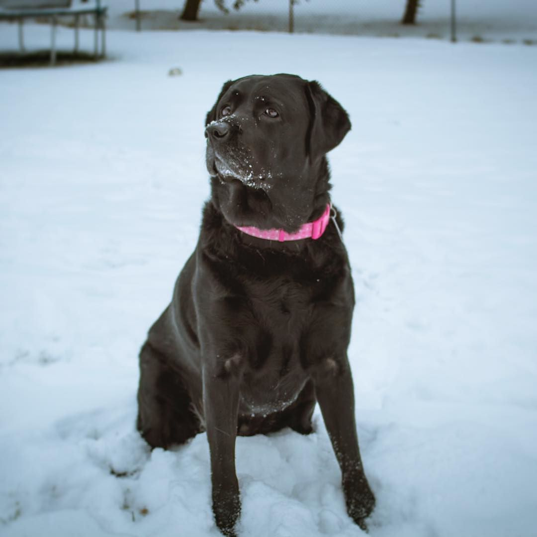 Mayas Snow Day 1.3.18