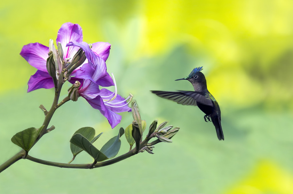 Hummingbird facts Cute Animal Facts That Will Blow Your Mind