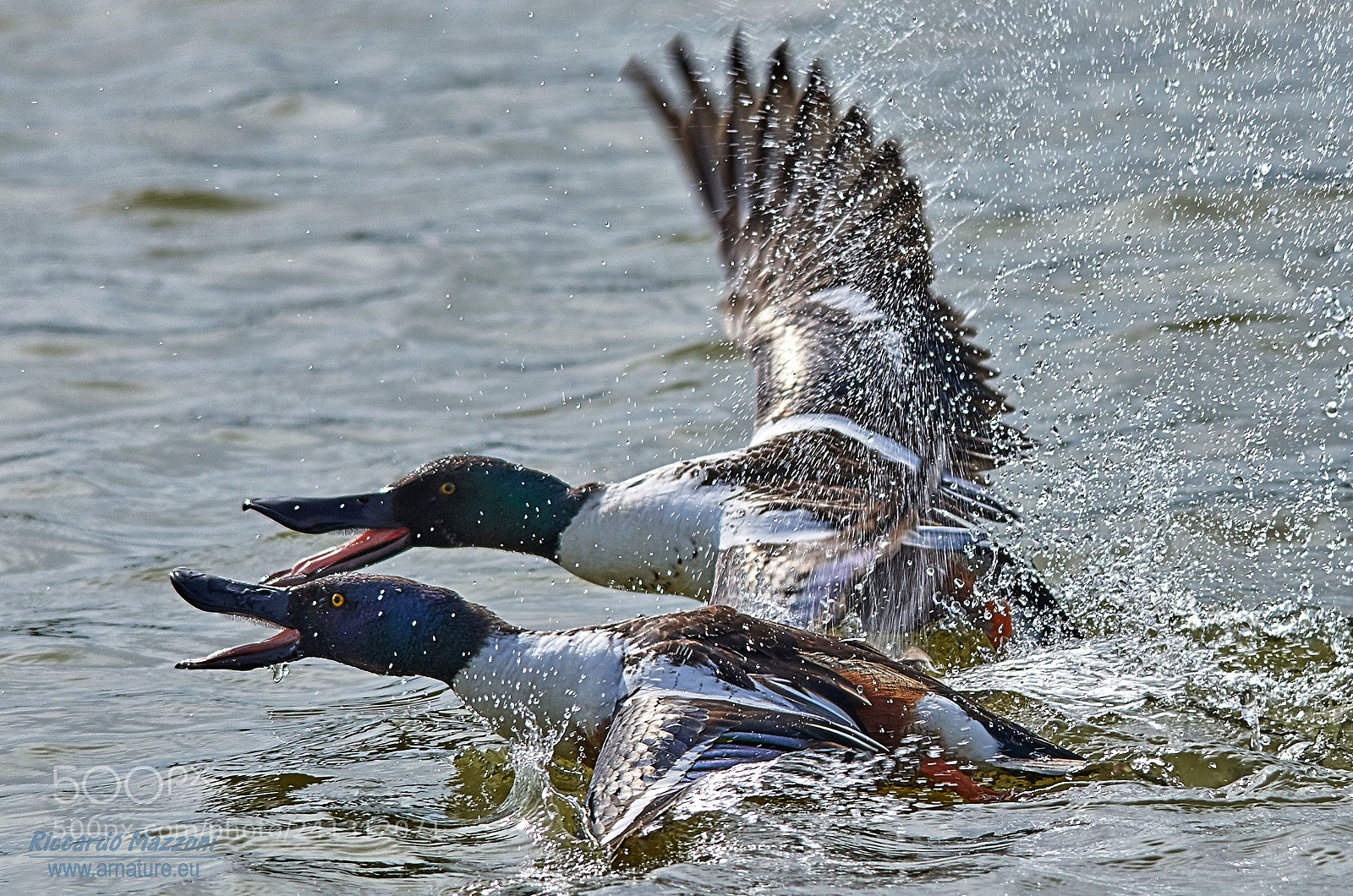 Nikon D800 sample photo. R sgn photography