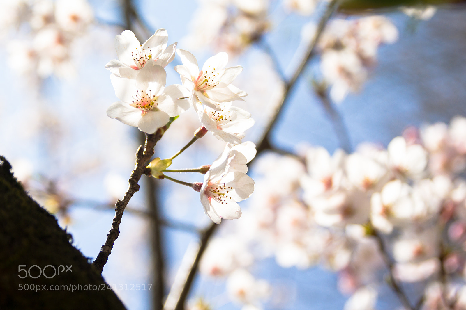 Canon EOS 600D (Rebel EOS T3i / EOS Kiss X5) sample photo. 桜 photography
