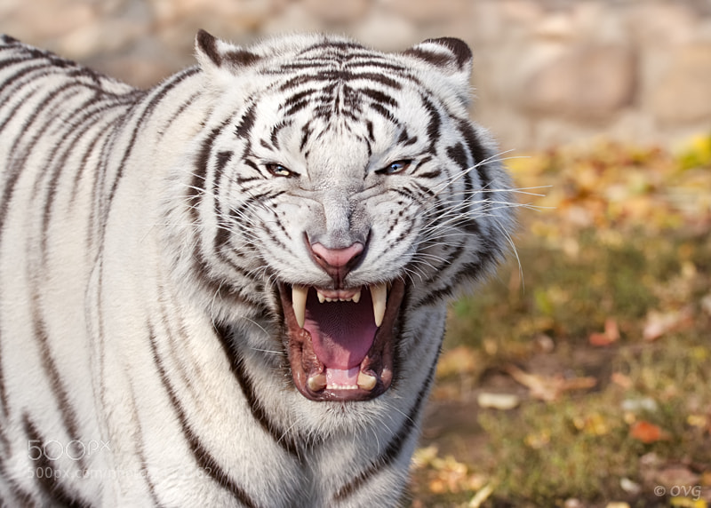 Animals emotions. Тигр смеется. Ухмылка тигра. Тигр улыбается. Ухмыляющийся тигр.
