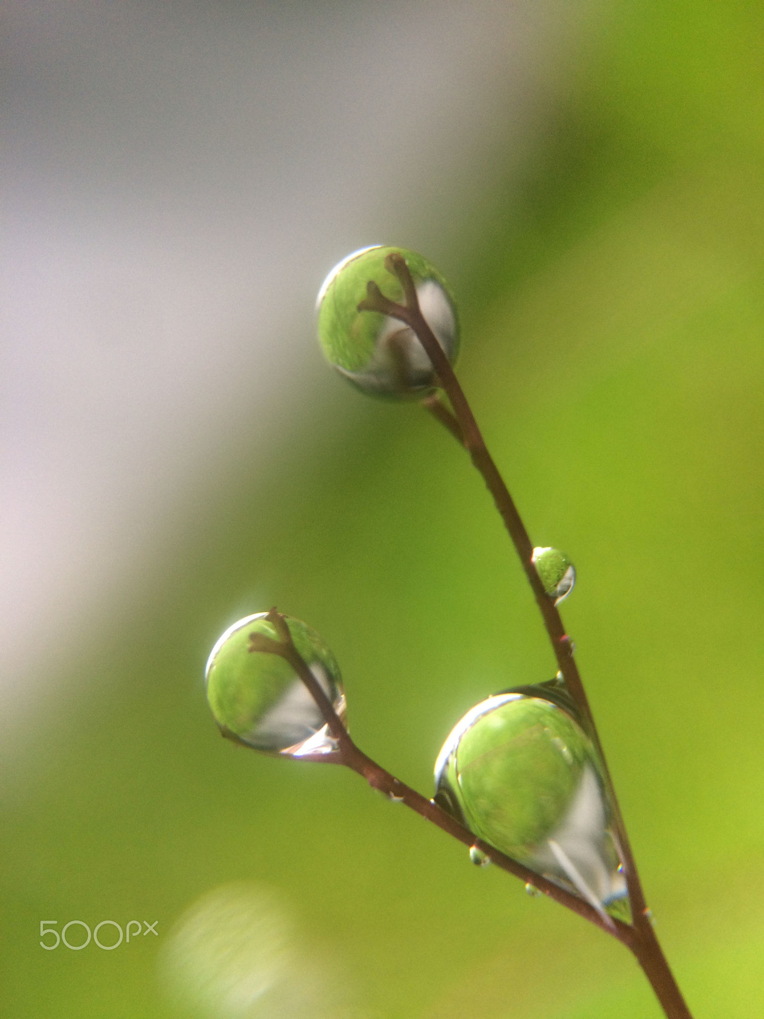 Drops of water