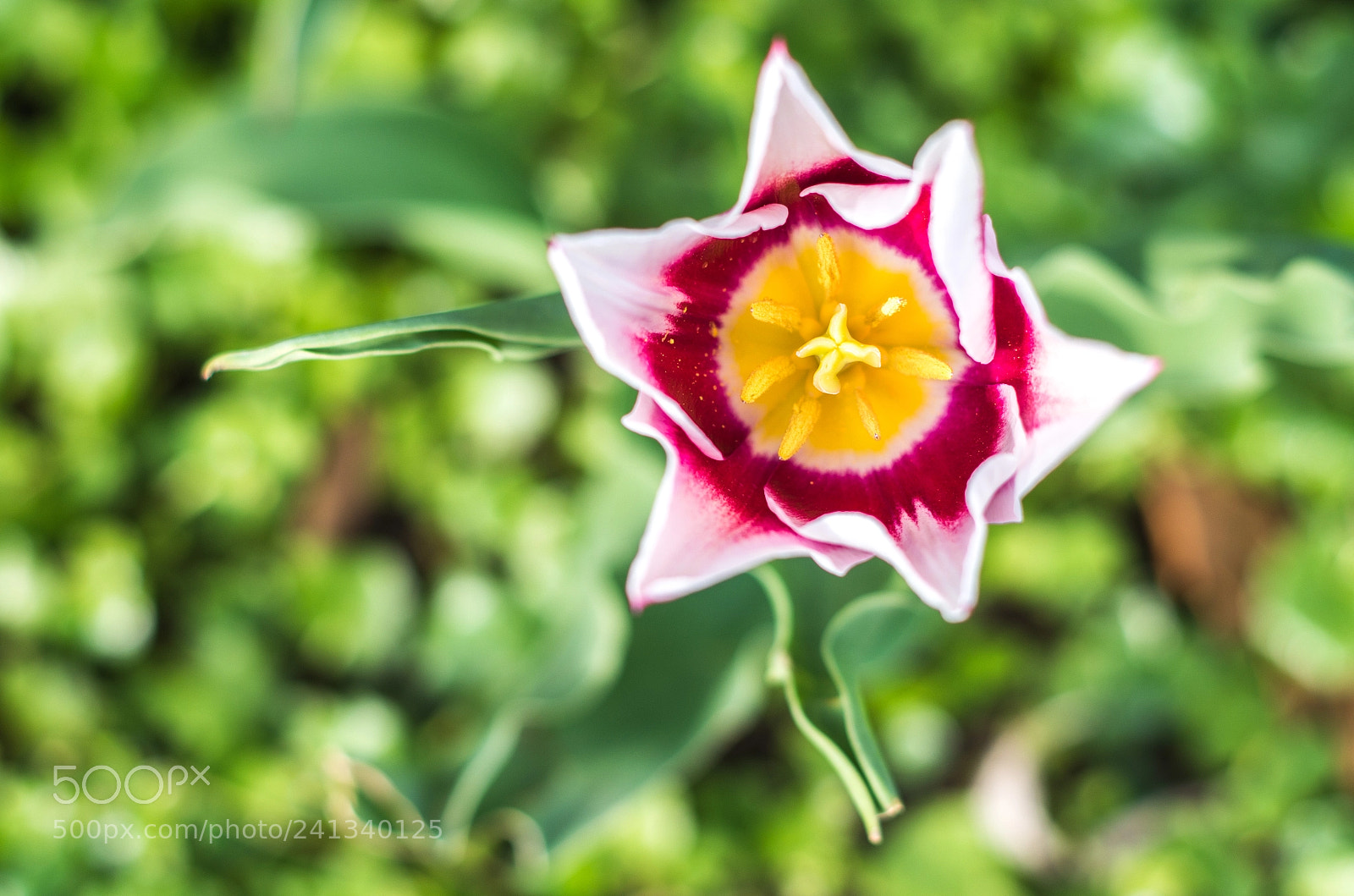 Pentax K-50 sample photo. Tulip photography