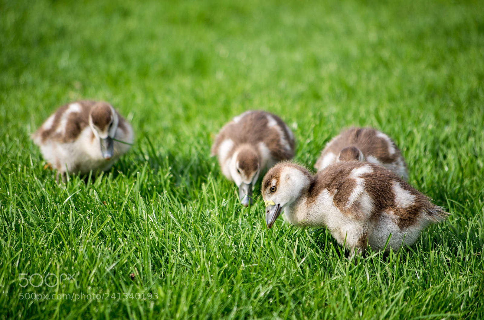 Pentax K-50 sample photo. Ducklings photography
