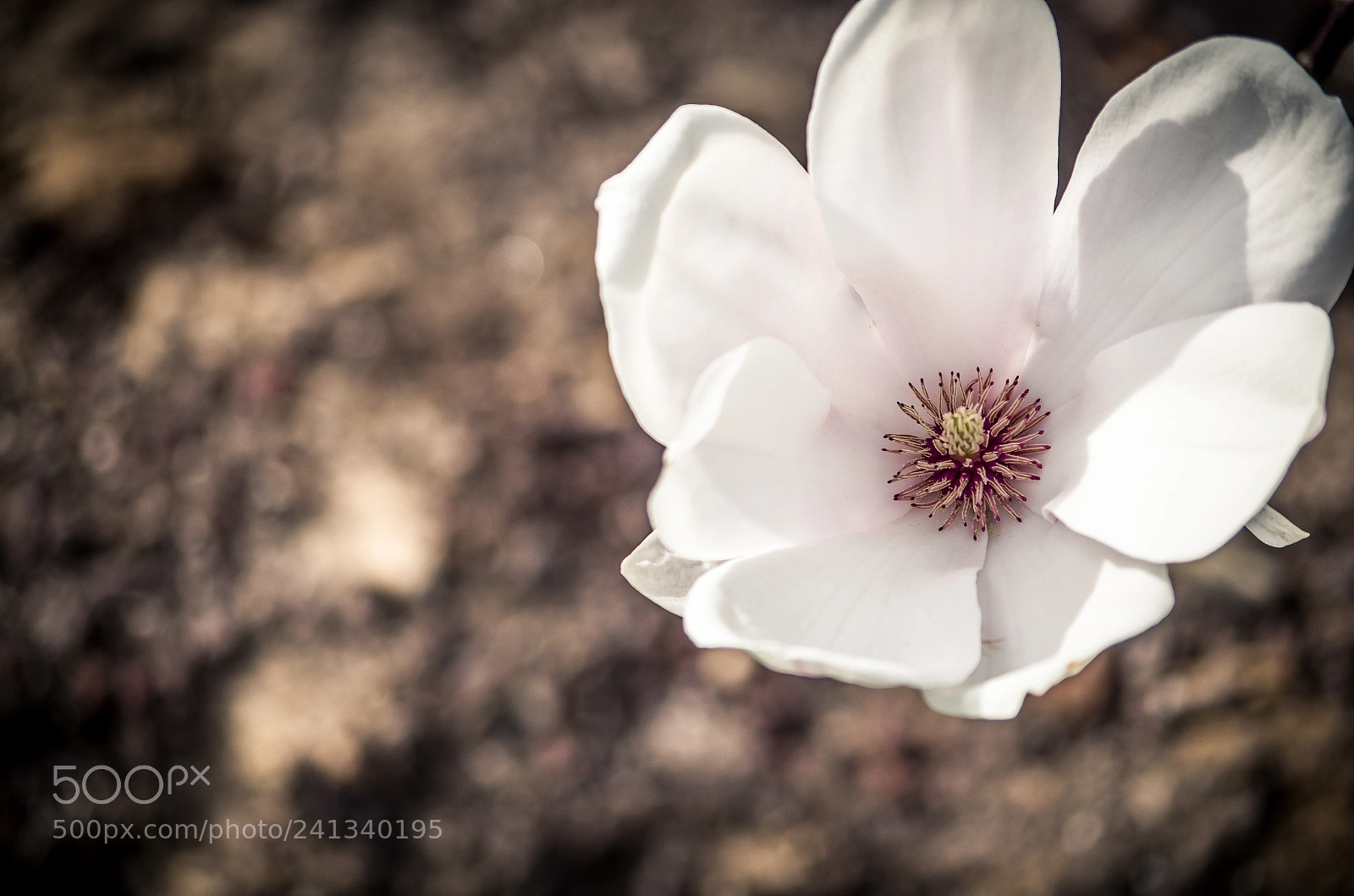 Pentax K-50 sample photo. Magnolia photography