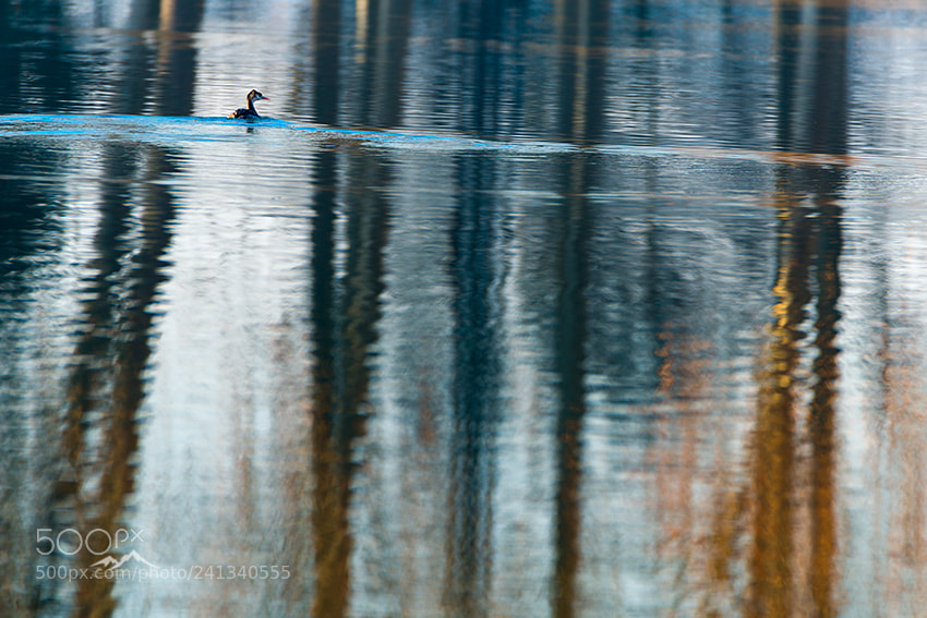 Nikon D800 sample photo. Between lines photography