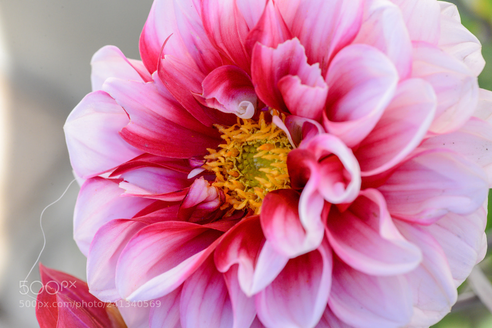 Nikon D600 sample photo. Nature s beauty in photography