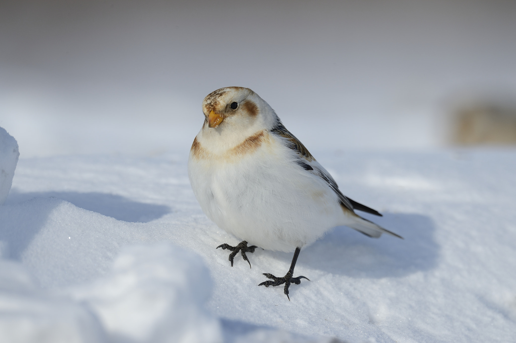 Nikon AF-S Nikkor 800mm F5.6E FL ED VR sample photo. Plectrophane des neiges / snow bunting photography