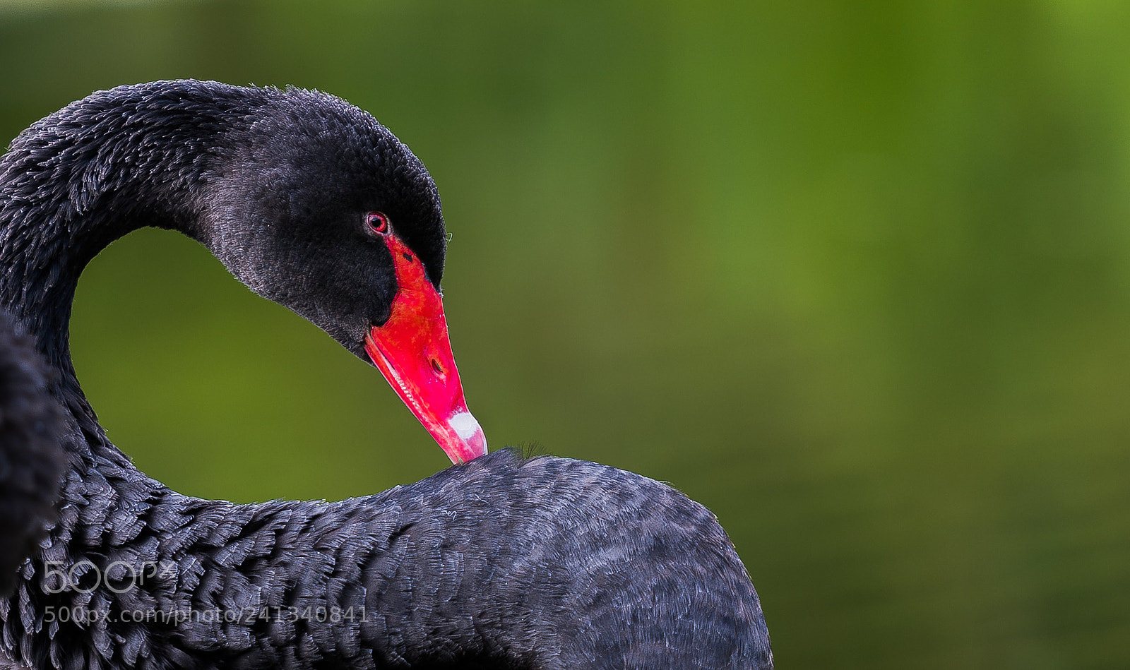 Nikon D810 sample photo. Black swan photography