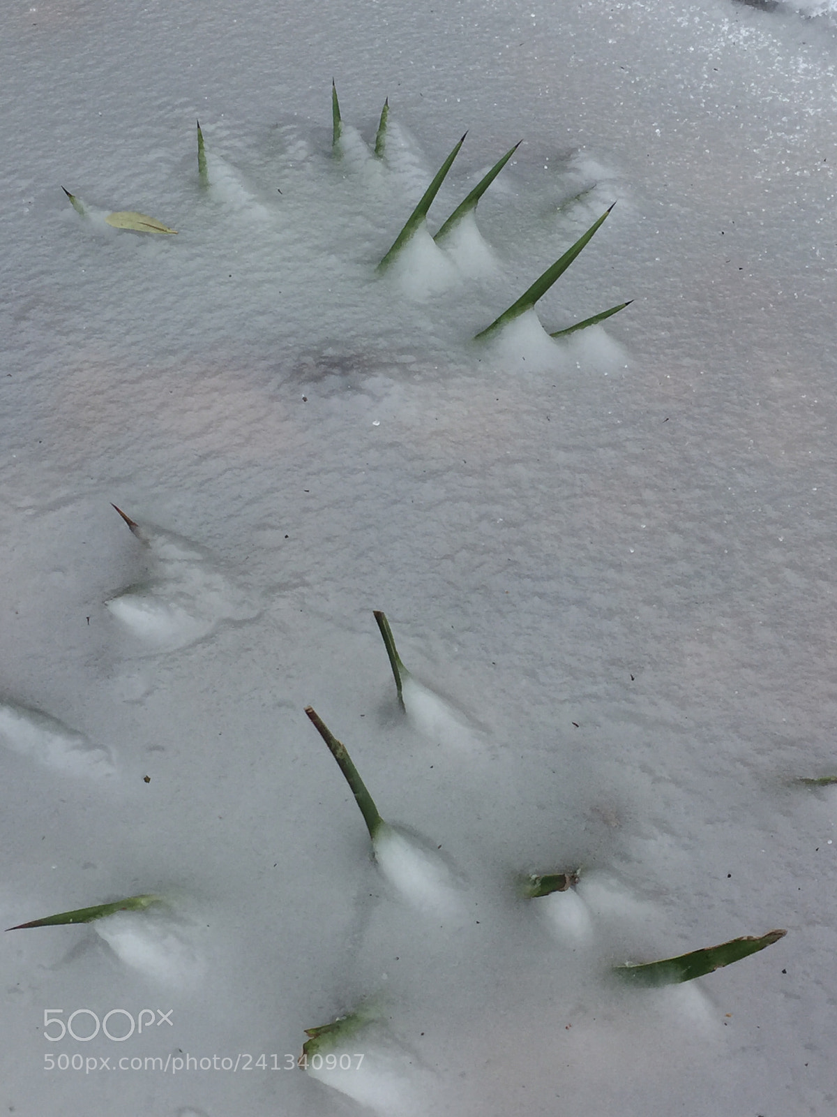 Apple iPhone 6 sample photo. Frozen grass photography