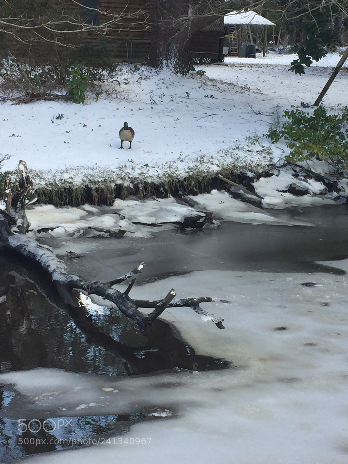 Apple iPhone 6 sample photo. Frozen photography
