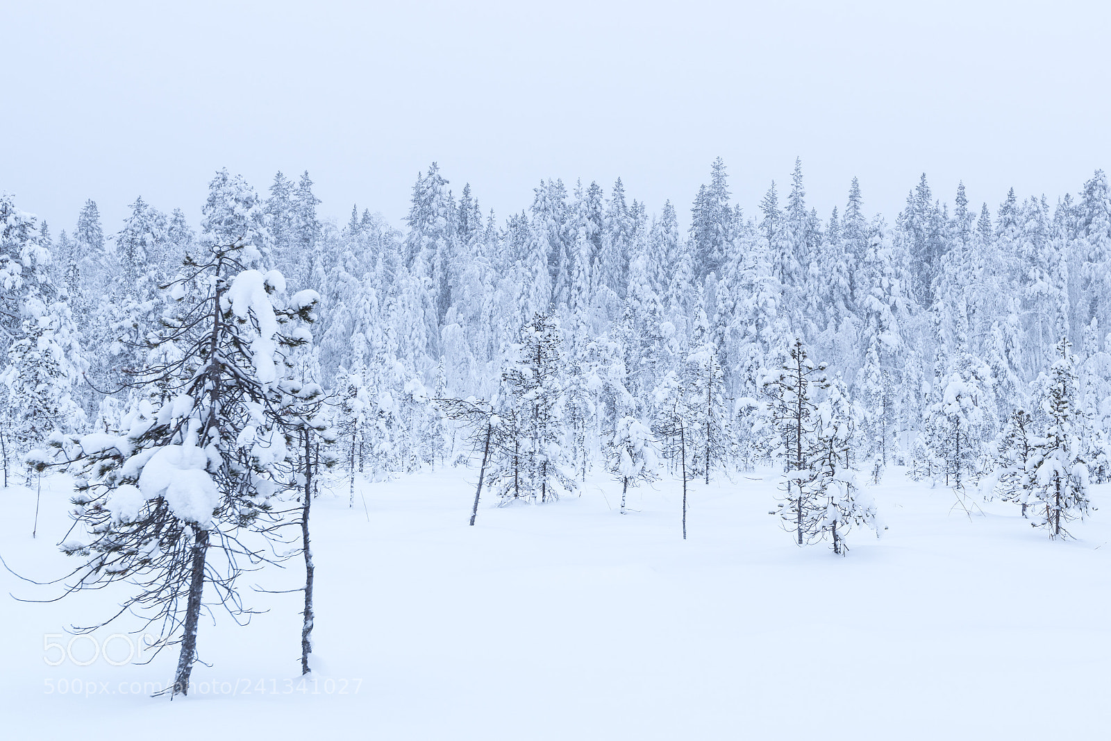 Nikon D800E sample photo. Snownanza photography