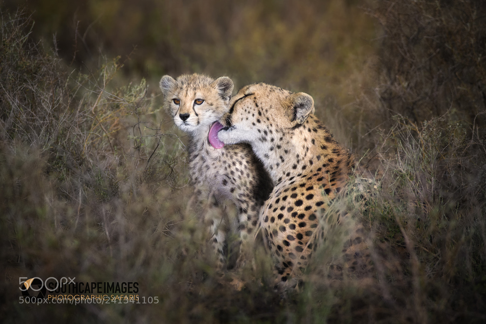 Canon EOS-1D X sample photo. A moment of tenderness photography