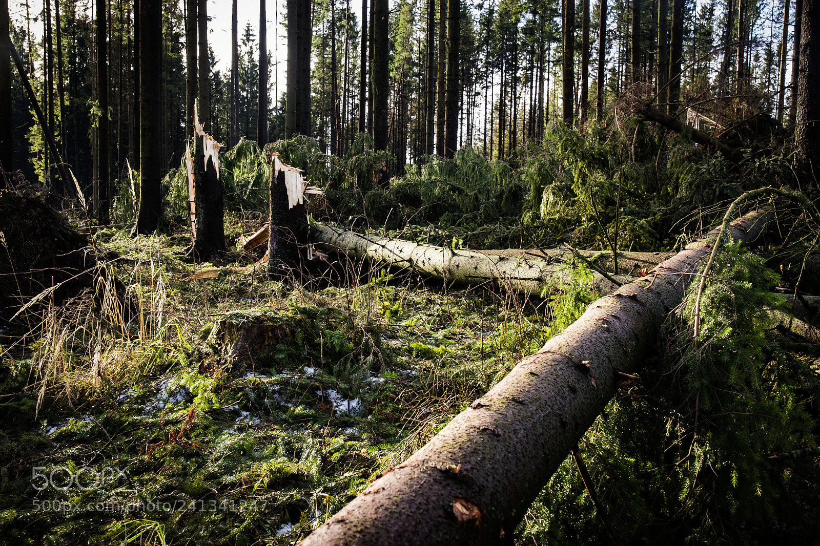 Nikon D5500 sample photo. Broken trees in the photography