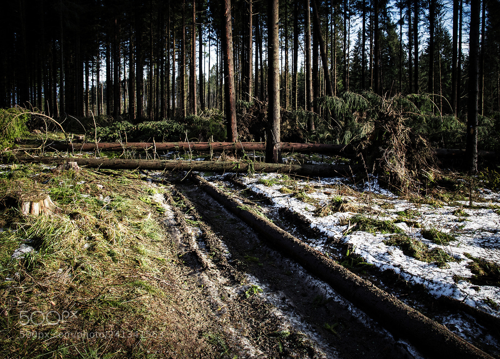 Nikon D5500 sample photo. Forest after a strong photography