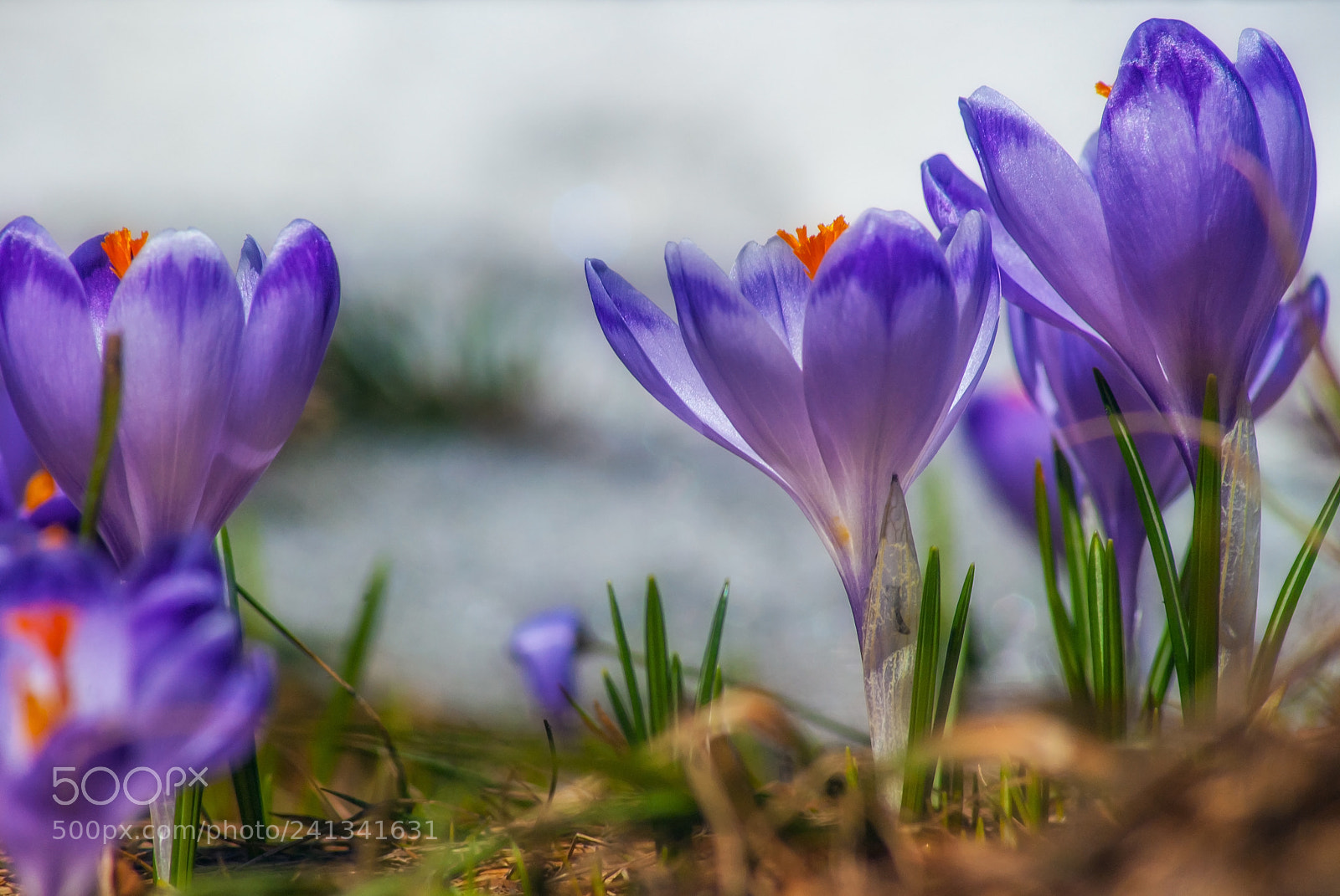 Sony Alpha DSLR-A200 sample photo. Memory of spring photography