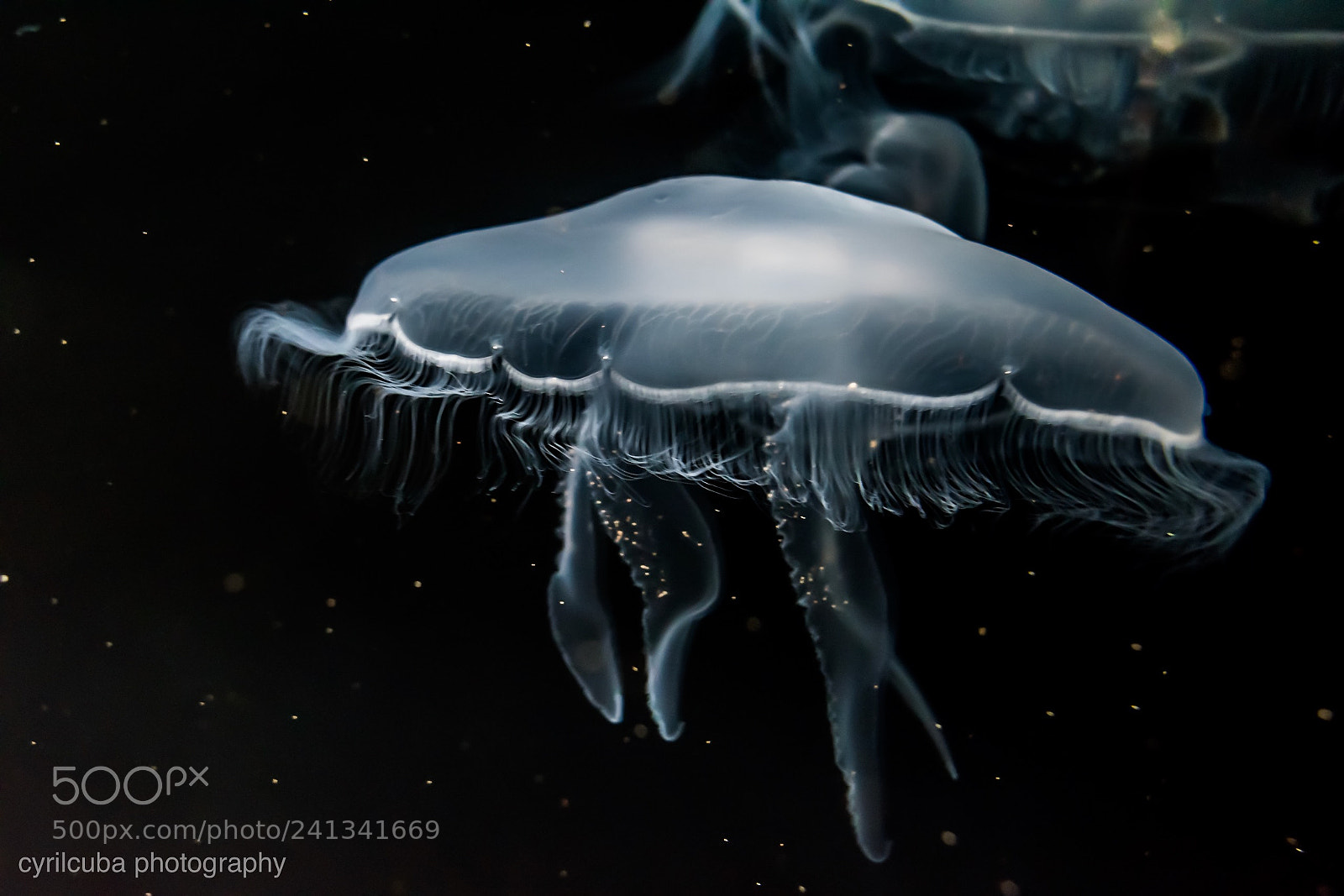 Nikon D5500 sample photo. Jellyfish photography