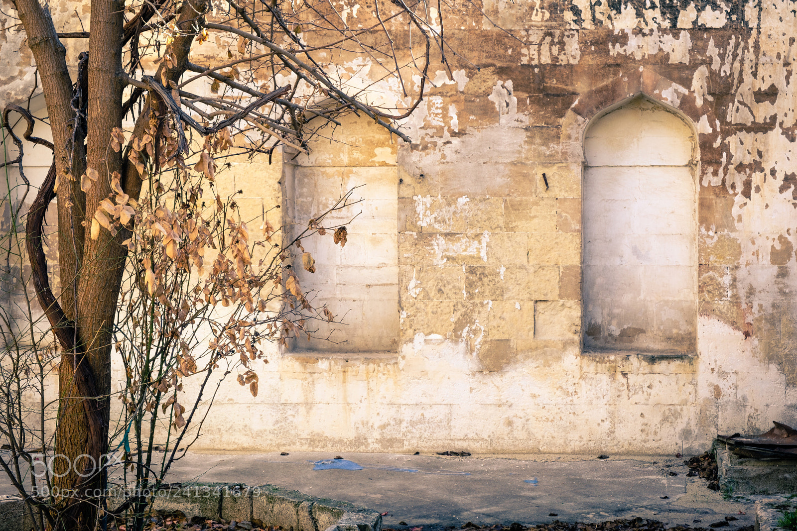 Fujifilm X-T20 sample photo. Tree of the abandoned photography