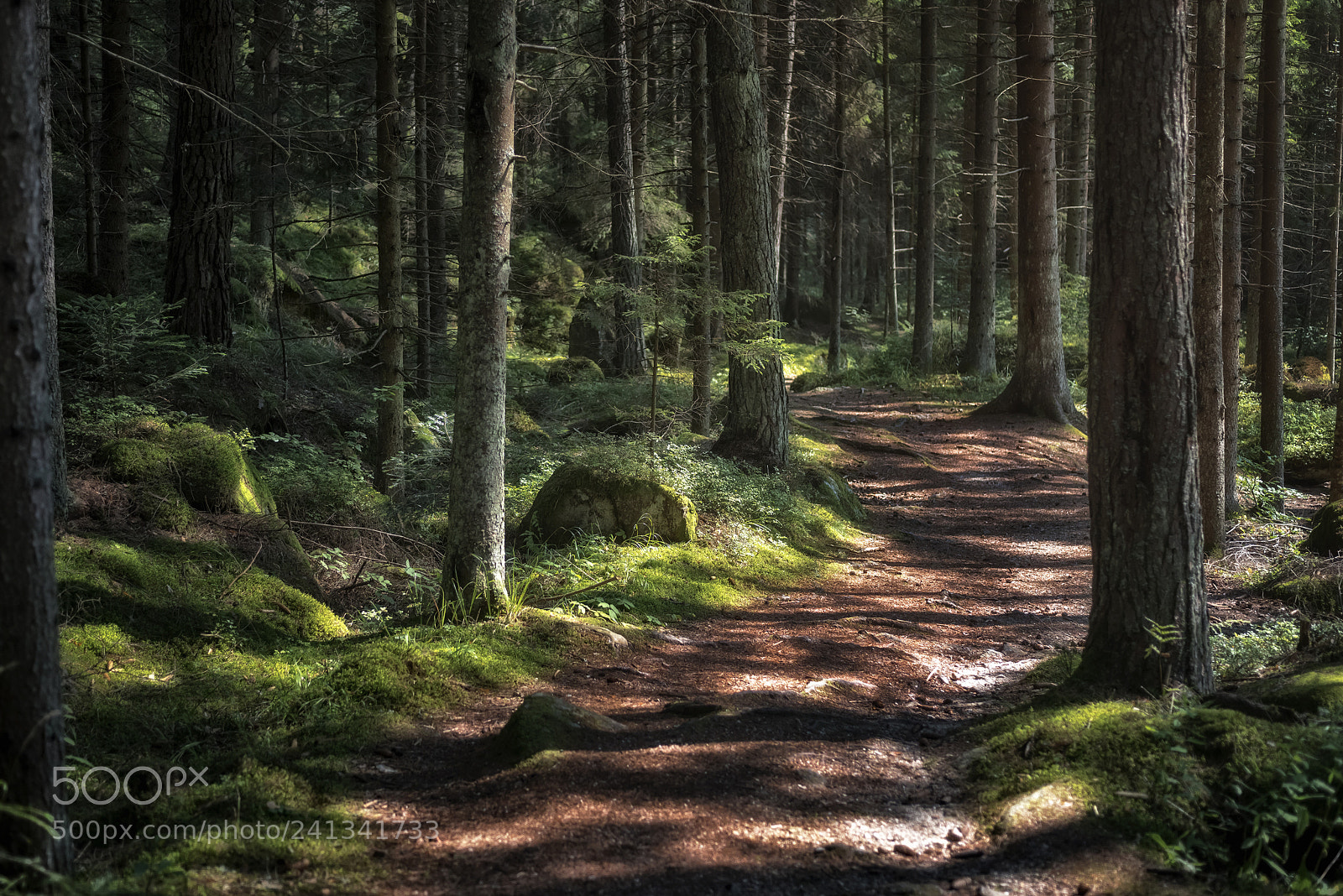Nikon D810 sample photo. Forest scenes (1) photography