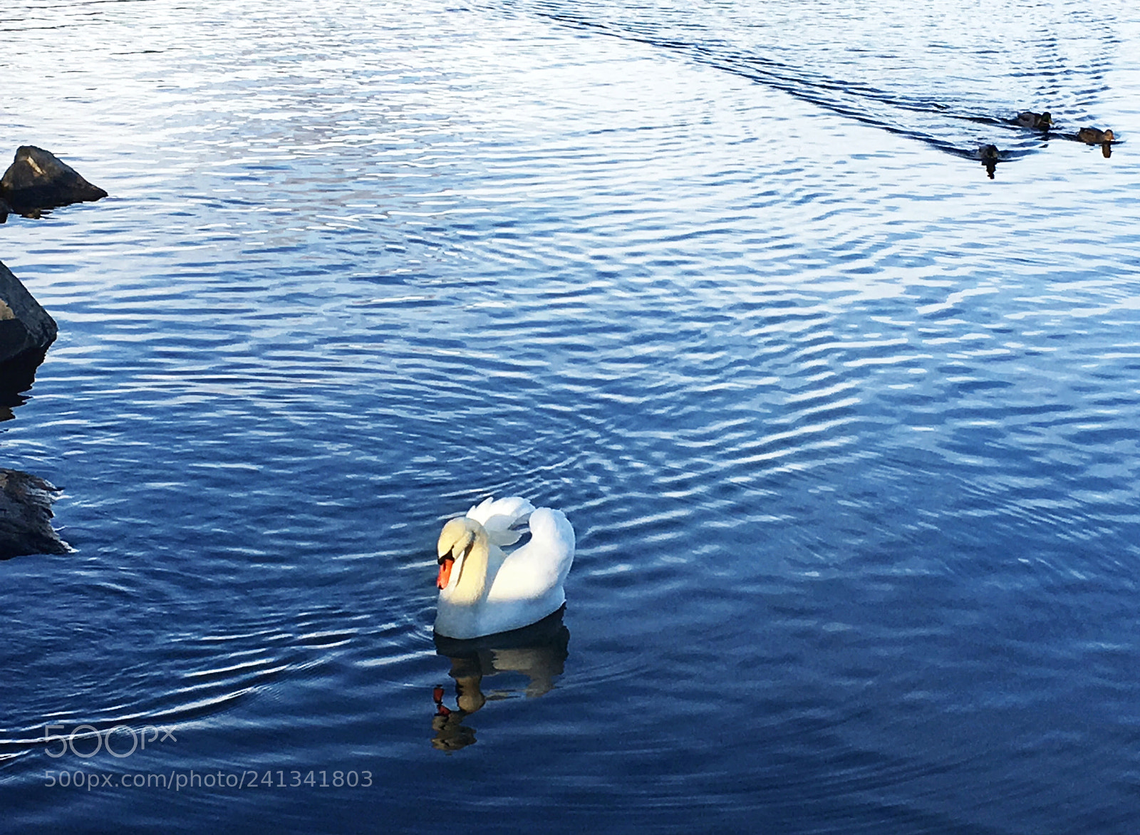 Apple iPhone 6s sample photo. Swan’s elegance photography