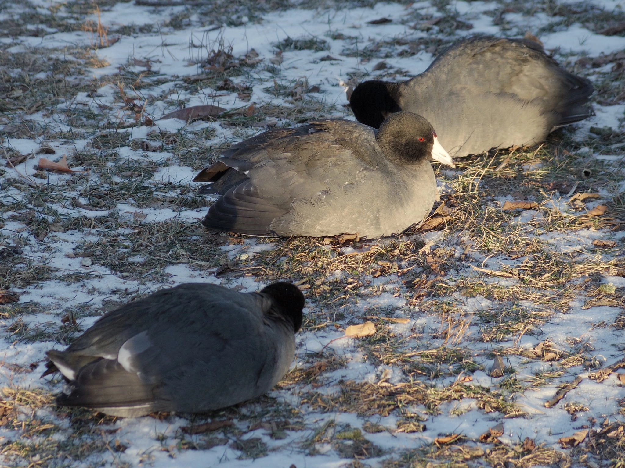 Pentax Q-S1 sample photo. Resting birds photography