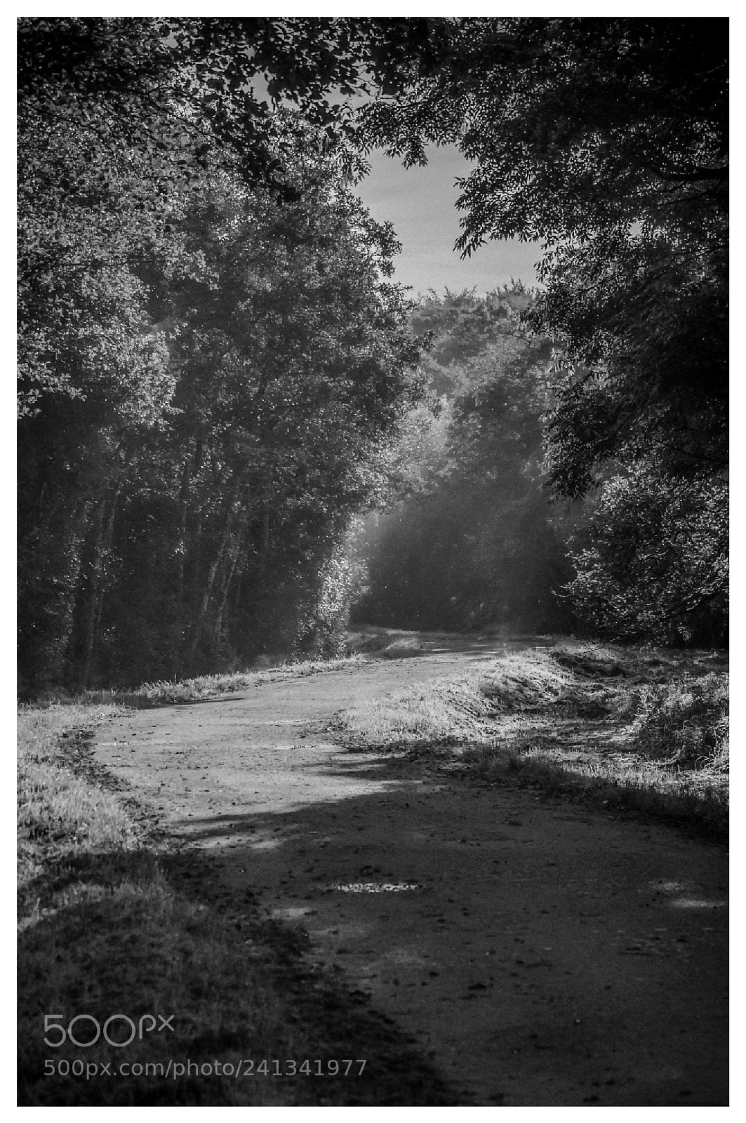 Nikon D90 sample photo. 5km trail doneraile park photography