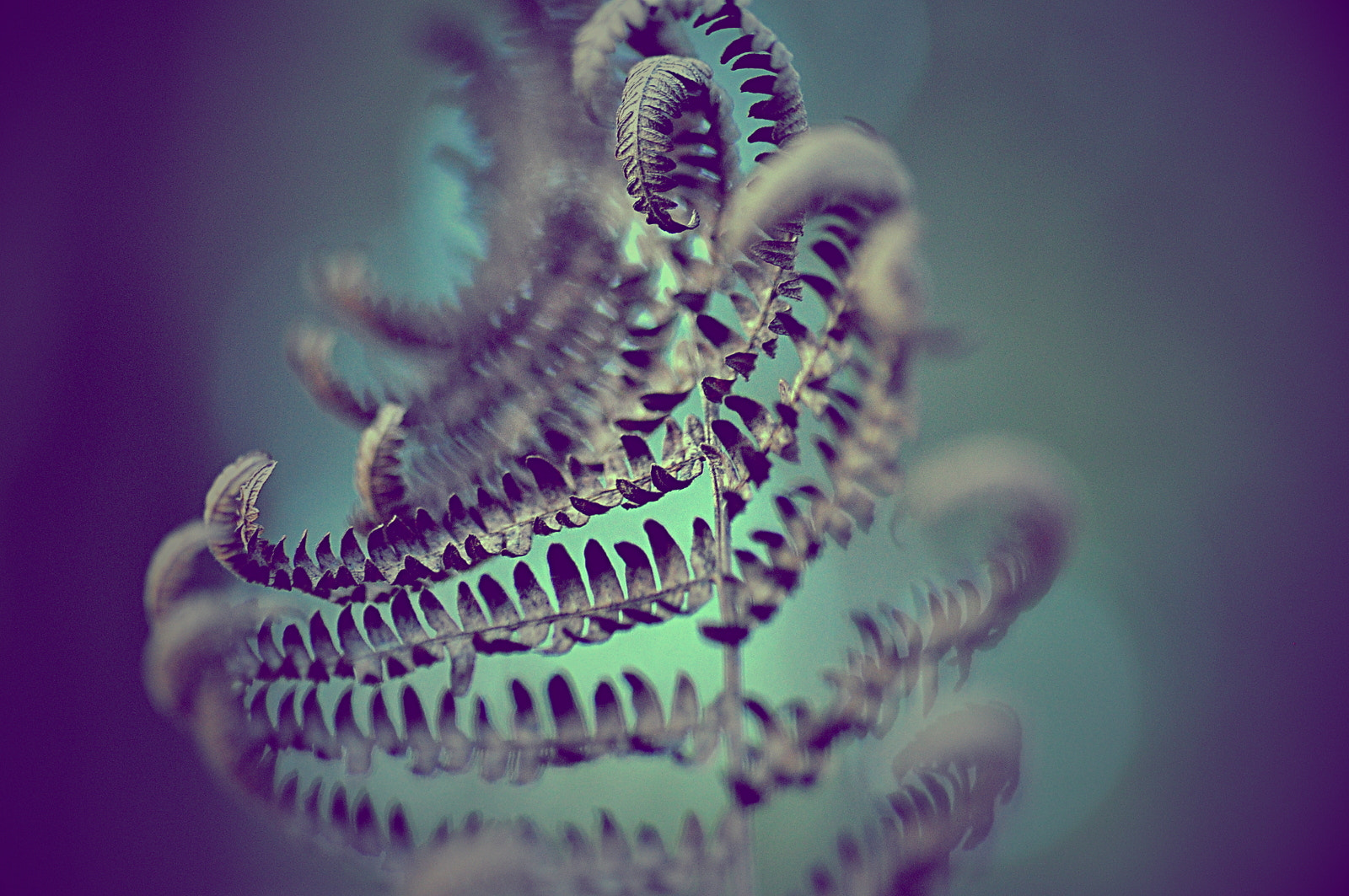 Sigma Macro 90mm F2.8 sample photo. A photography
