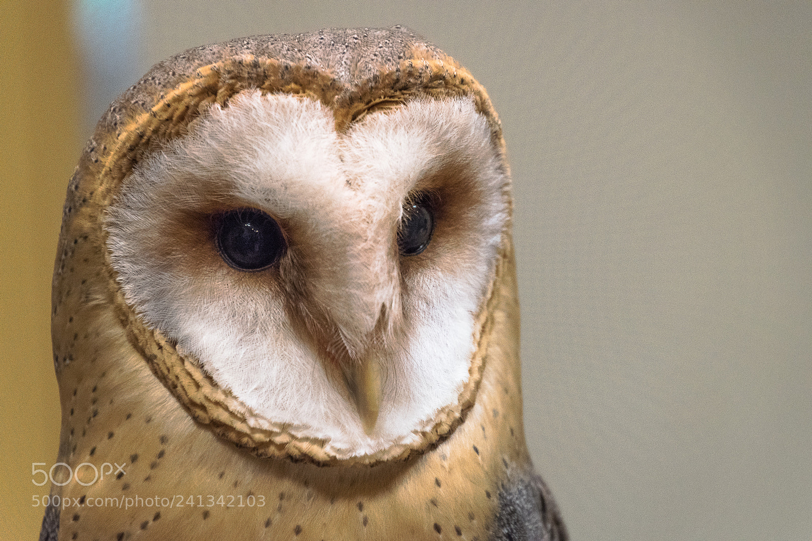 Nikon D5500 sample photo. Tyto alba photography