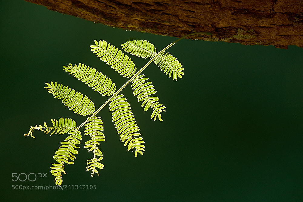 Sony SLT-A77 sample photo. Just a leaf photography