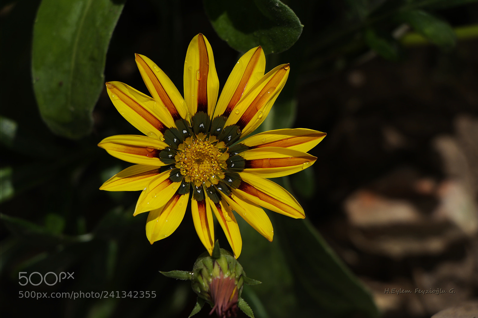 Samsung NX2000 sample photo. Yellow flower photography