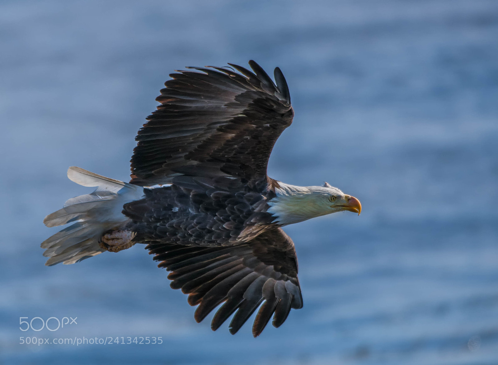 Nikon D850 sample photo. Cruising over icy waters! photography