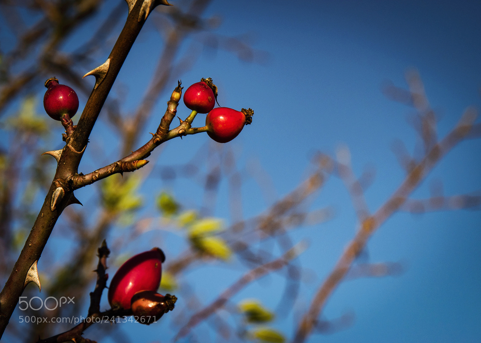 Nikon D5500 sample photo. Autumn background with red photography