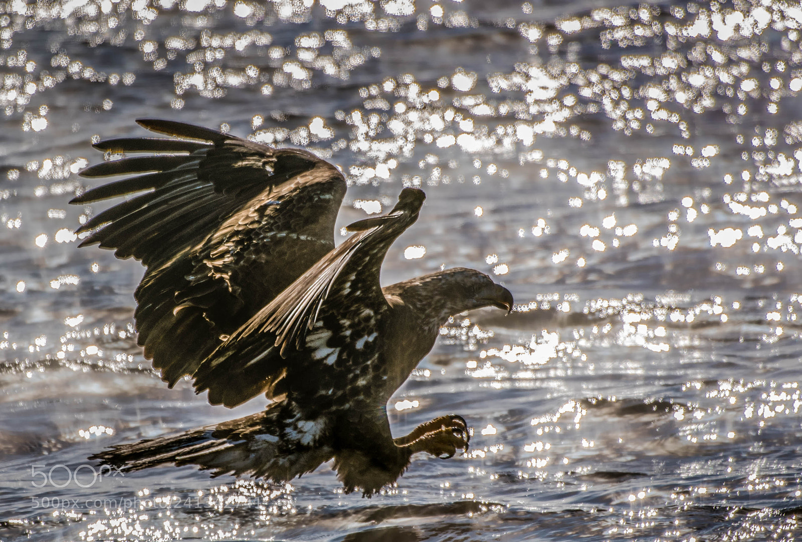 Nikon D850 sample photo. Juvenile eagle fishing! photography