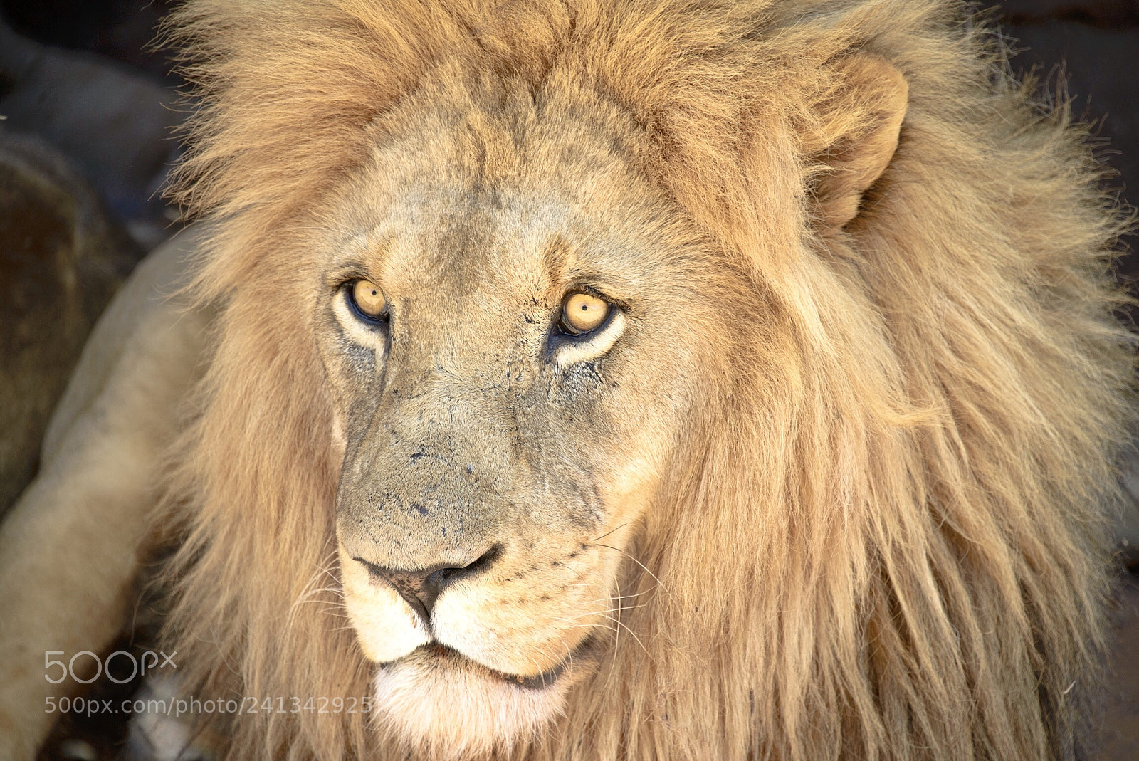 Nikon D600 sample photo. Lion photography