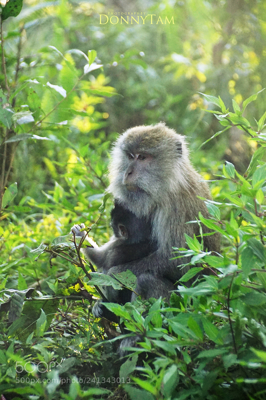 Sony a7 II sample photo. Monkey parenthood photography
