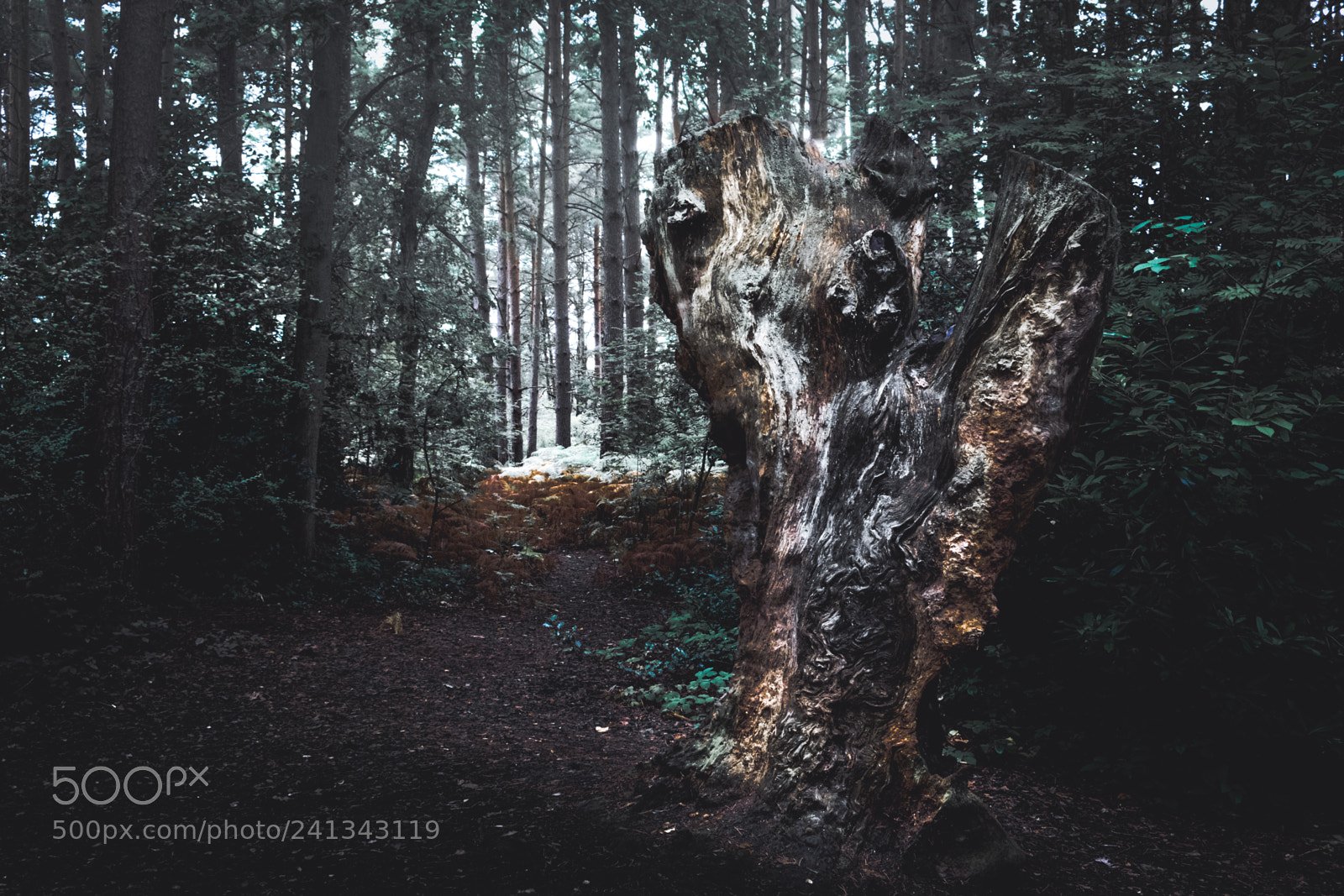 Fujifilm X-T10 sample photo. The old tree photography