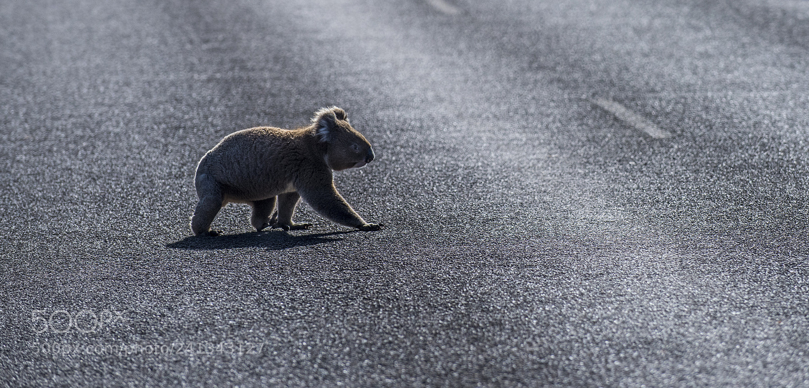 Nikon D810 sample photo. Koala crossing photography