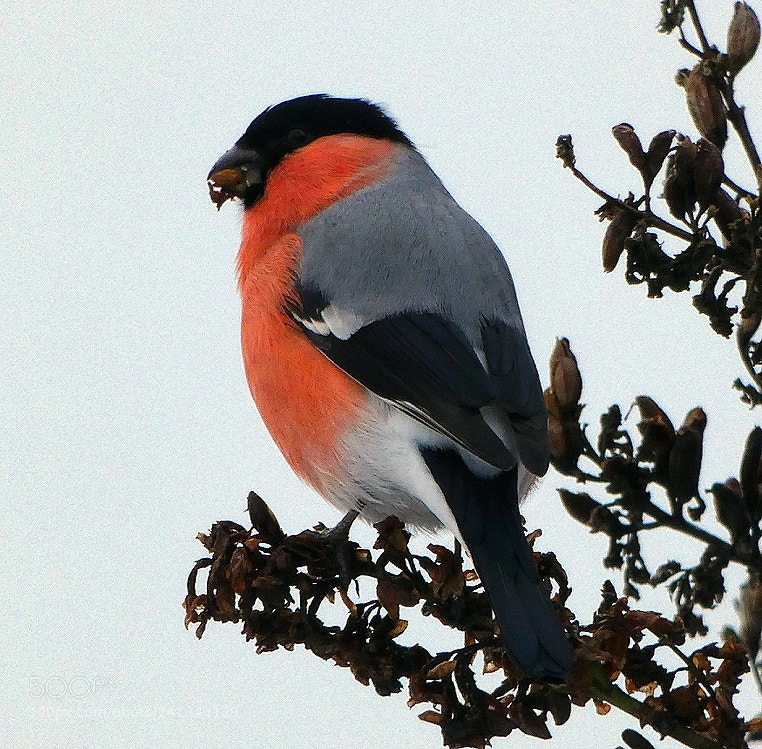 Panasonic Lumix DC-FZ80 (Lumix DC-FZ82) sample photo. Mr. bullfinch photography