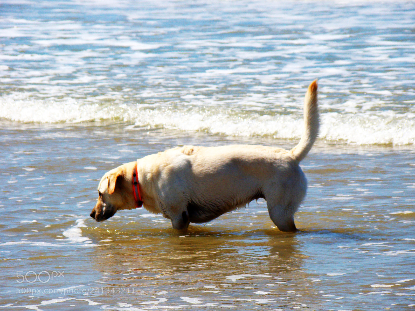 Sony Cyber-shot DSC-H50 sample photo. On the beach photography