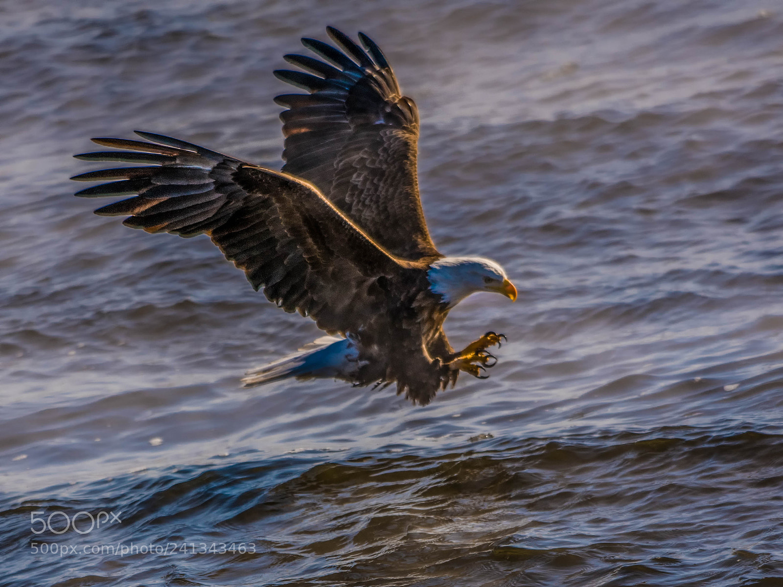 Nikon D850 sample photo. Touching down! photography