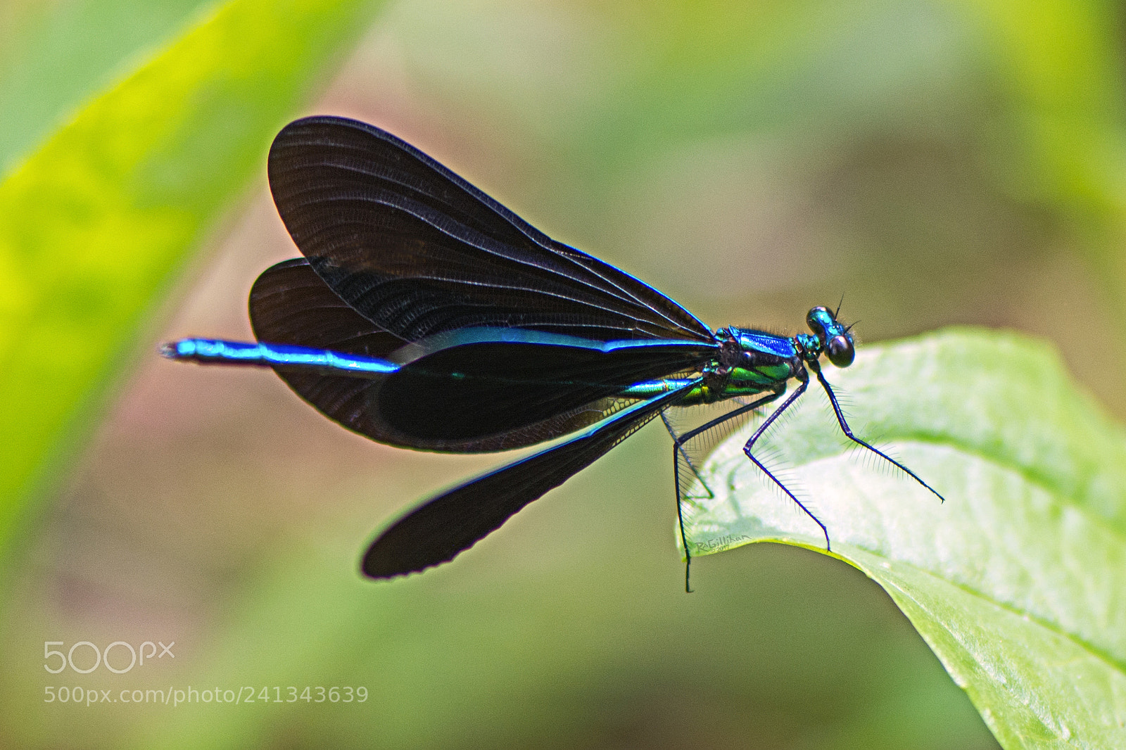 Nikon D7100 sample photo. Damselfly dsc photography