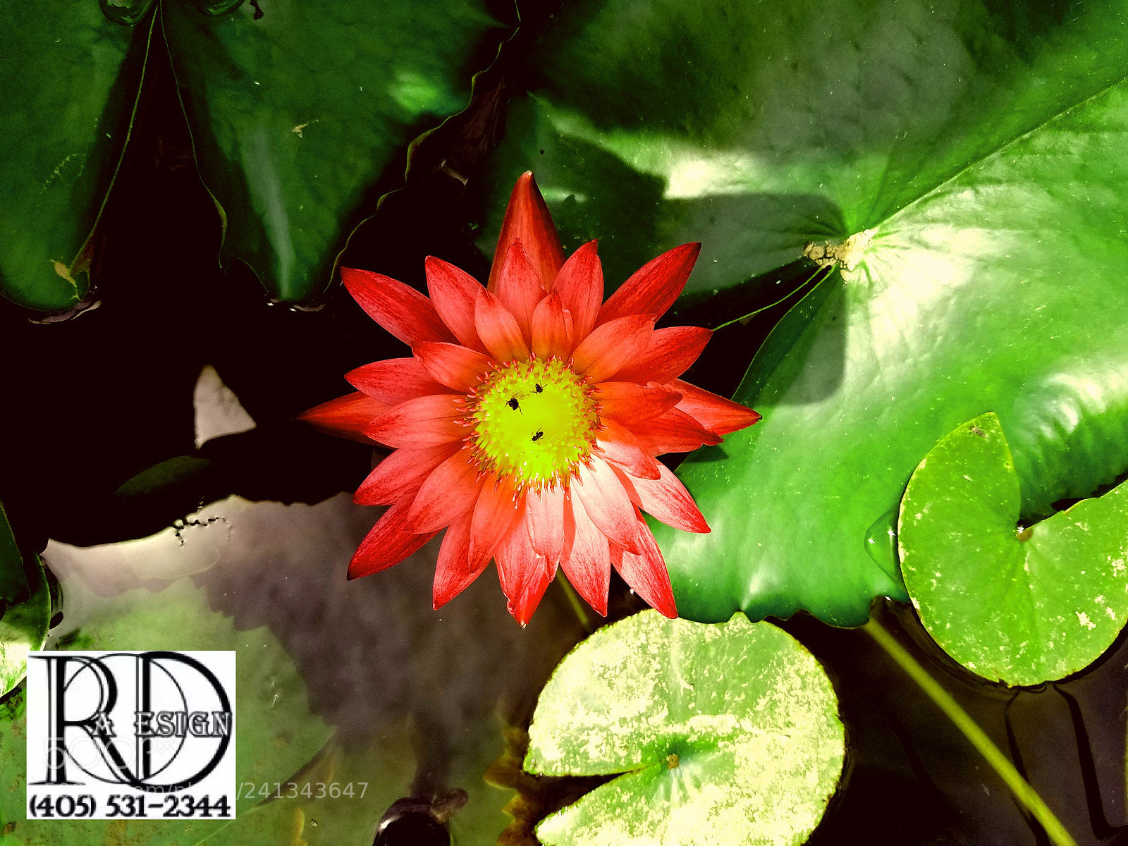 Samsung Galaxy S7 Edge sample photo. Bright lily photography