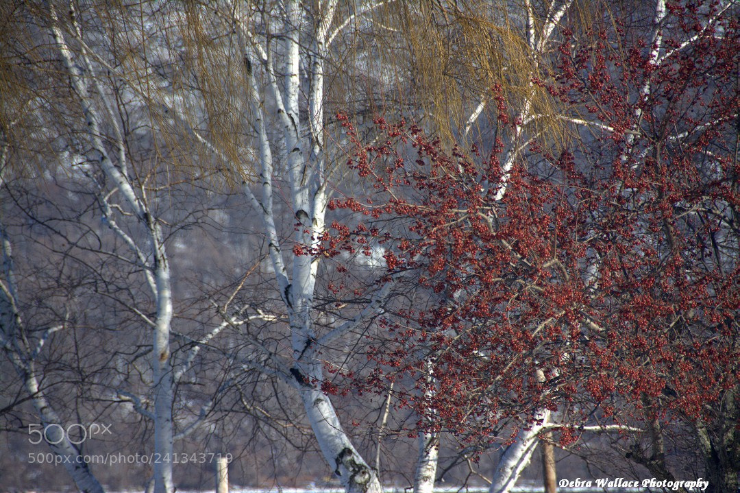 Nikon D7100 sample photo. Colorful trees in the photography
