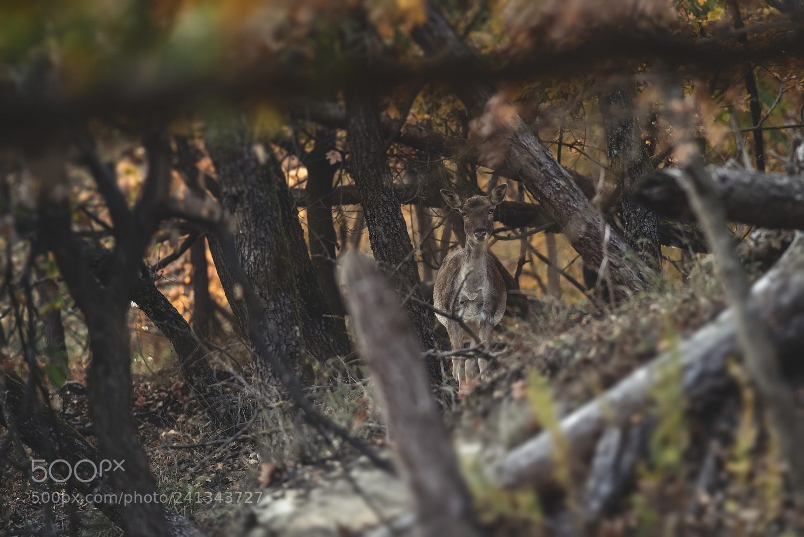 Nikon D810 sample photo. A magic sight in photography