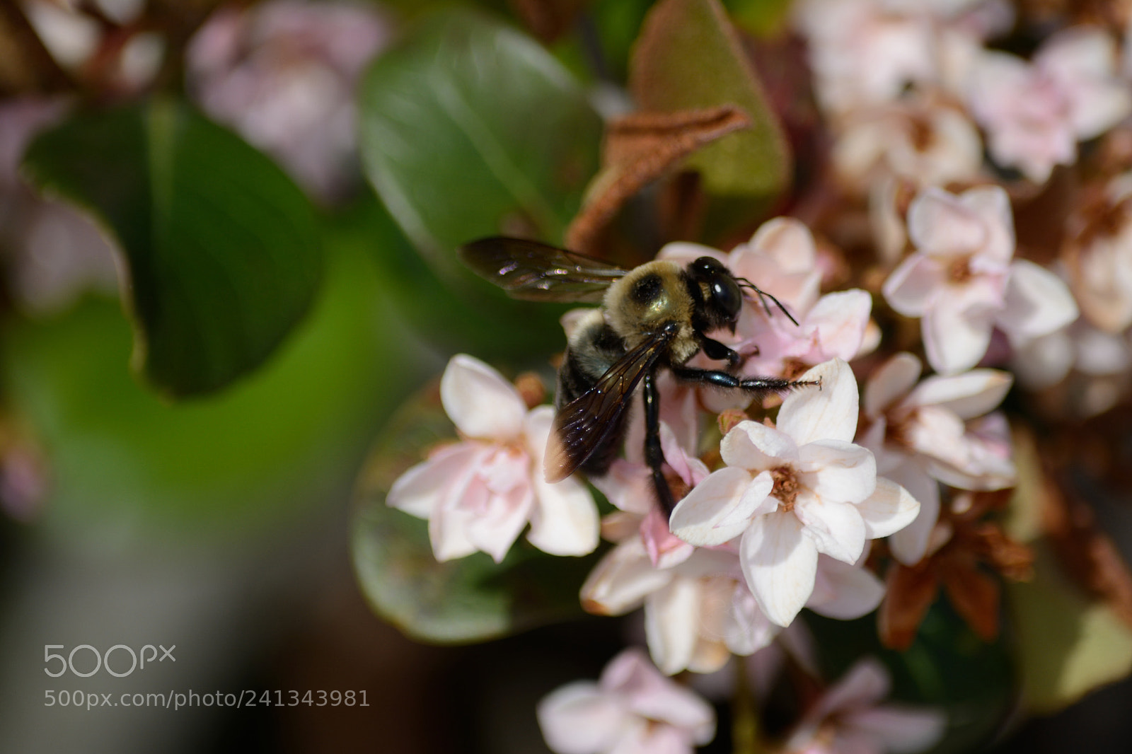 Nikon D7100 sample photo. Eastern carpenter bee photography