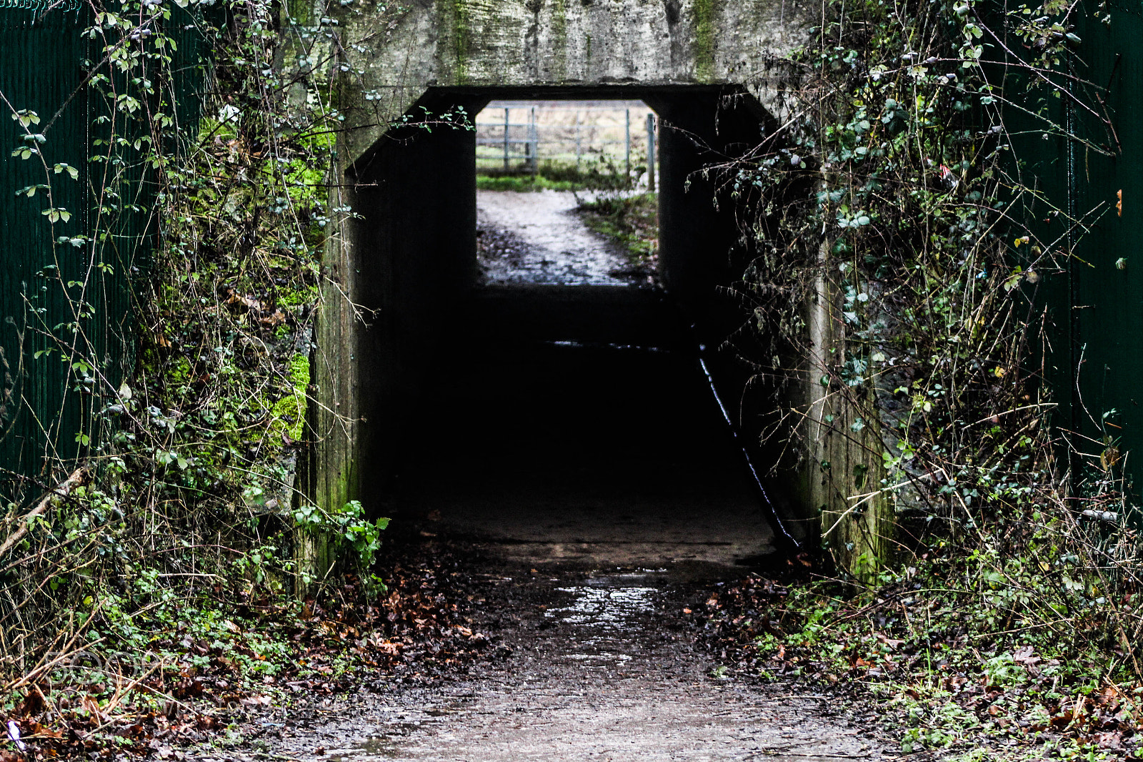Canon EOS 1300D (EOS Rebel T6 / EOS Kiss X80) sample photo. Would you enter? photography