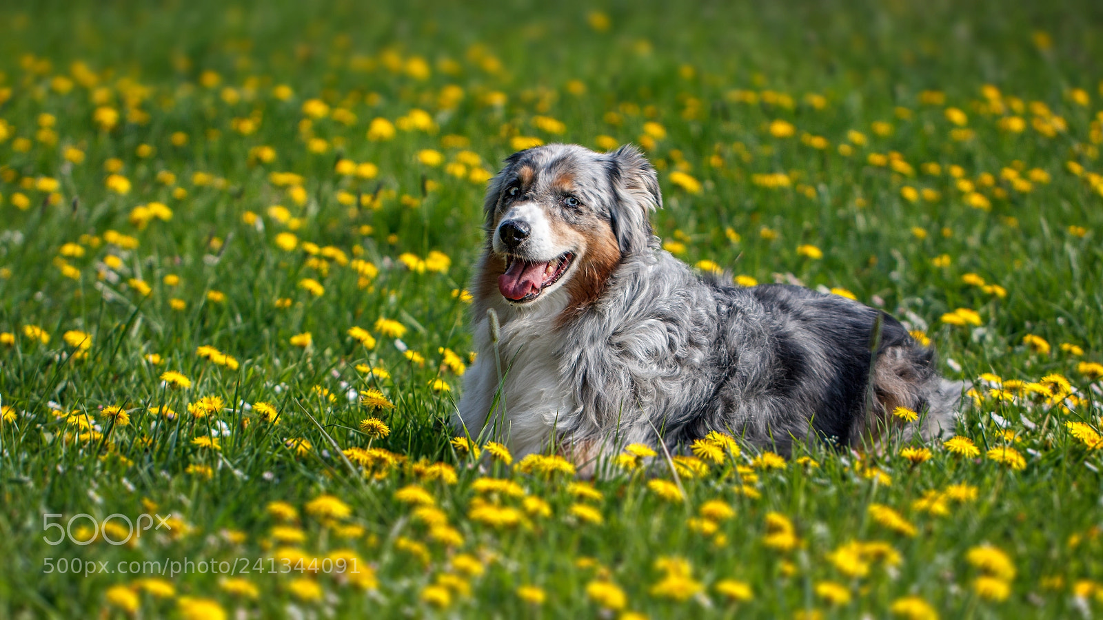 Canon EOS 550D (EOS Rebel T2i / EOS Kiss X4) sample photo. Bed of dandelions photography