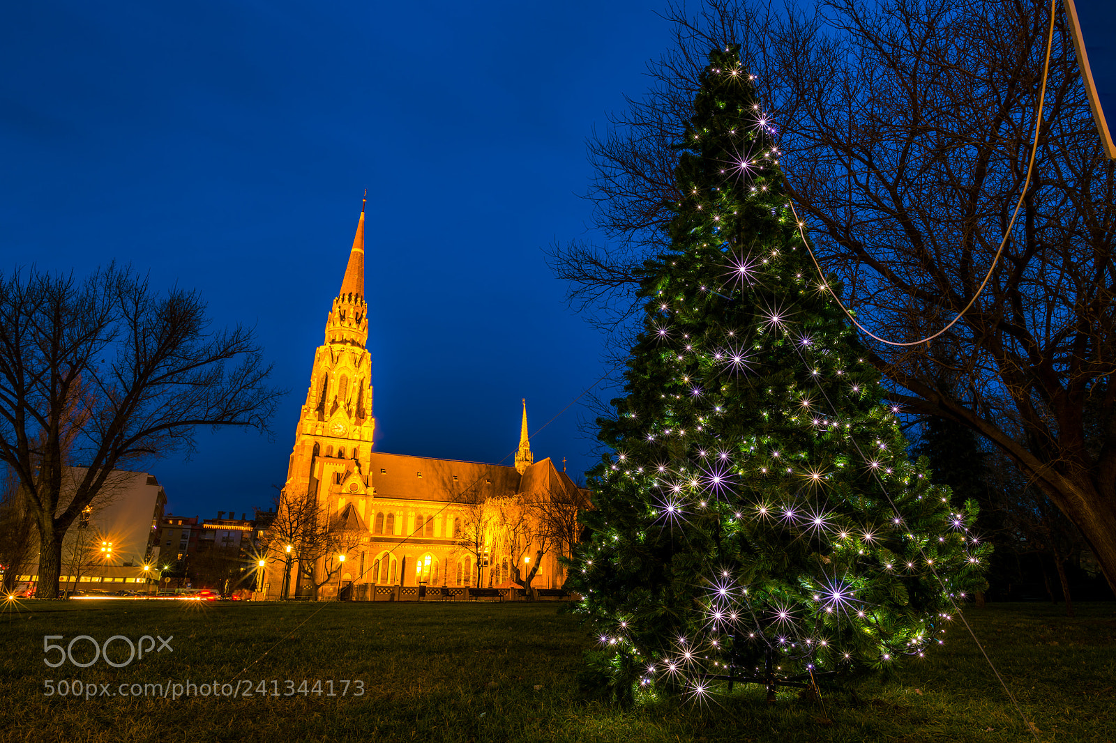 Nikon D850 sample photo. Starburst tree photography
