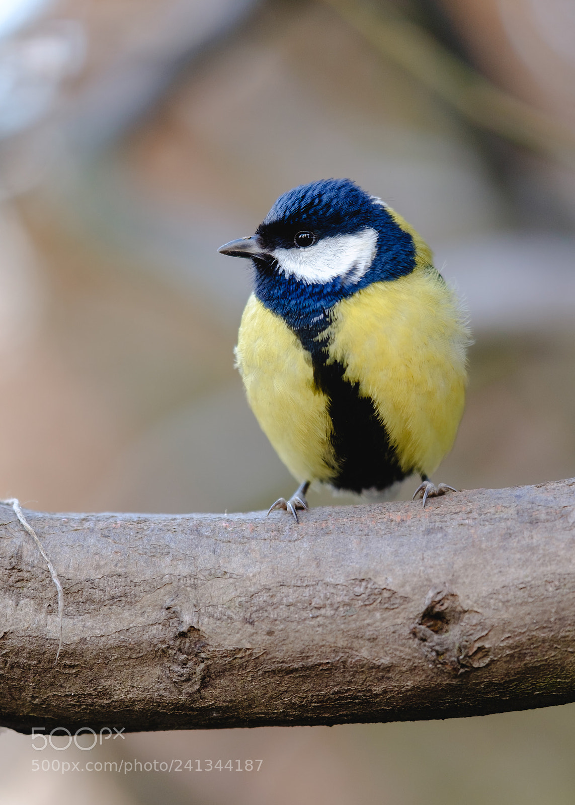 Fujifilm X-T1 sample photo. Nice tit photography